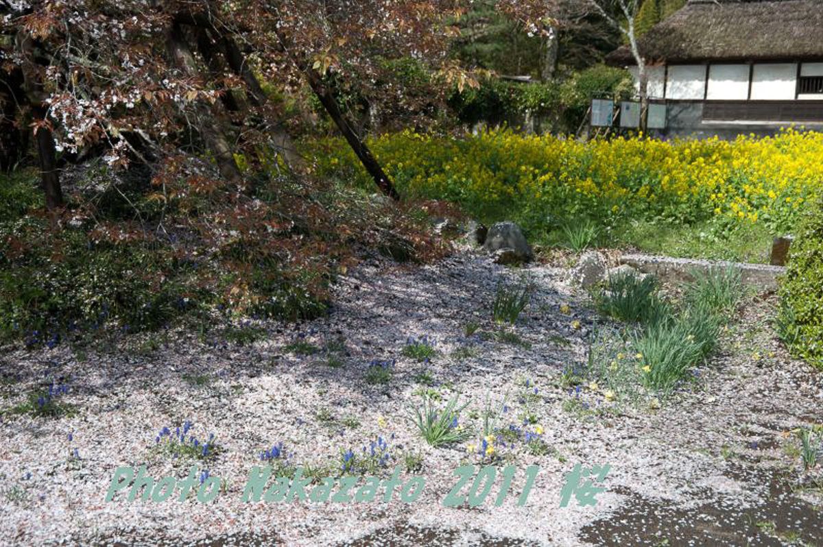 狩宿の下馬桜